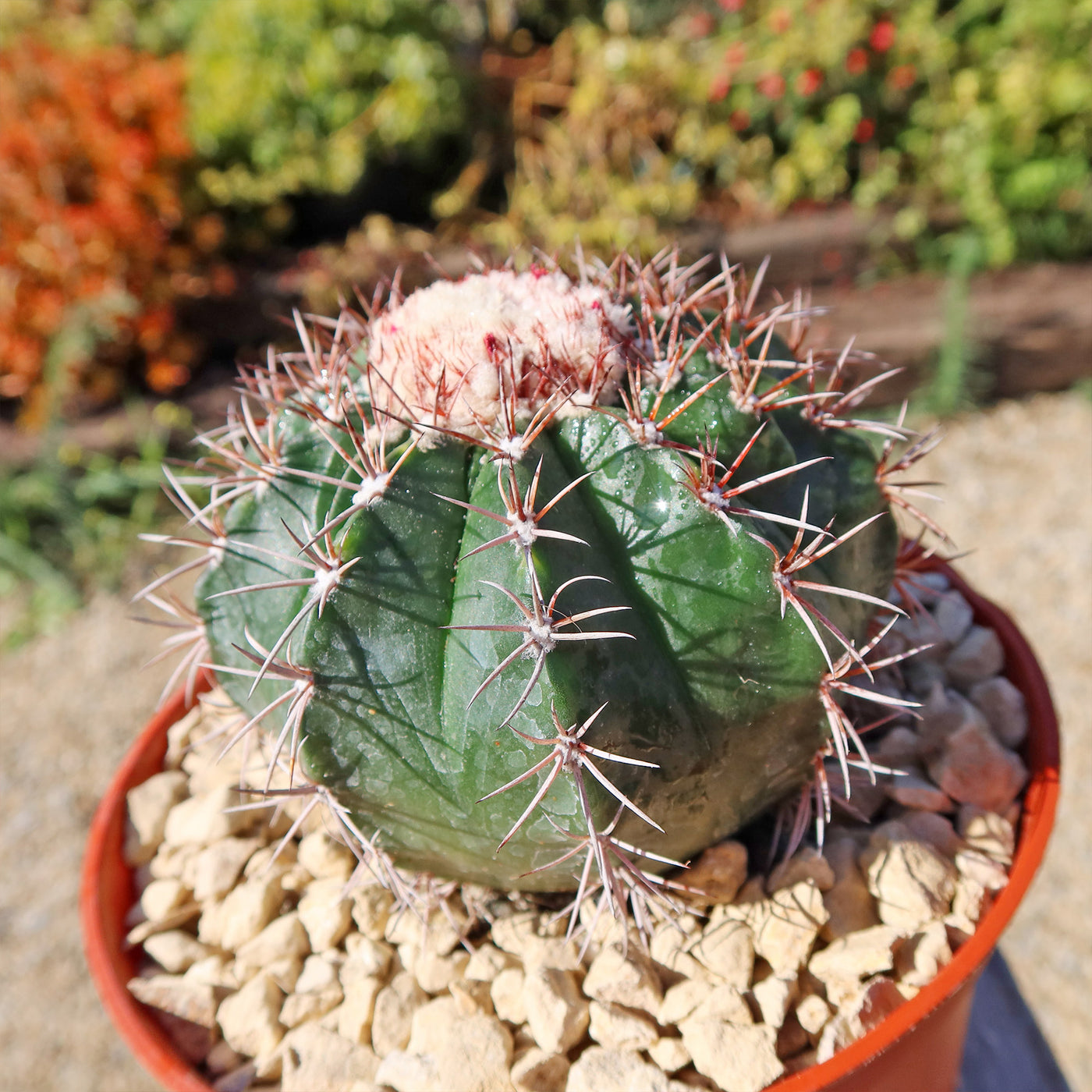 Melocactus violaceus no cephalium