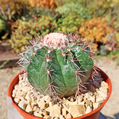 Melocactus violaceus no cephalium