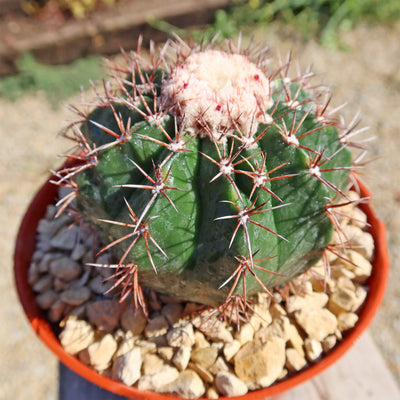 Melocactus violaceus no cephalium