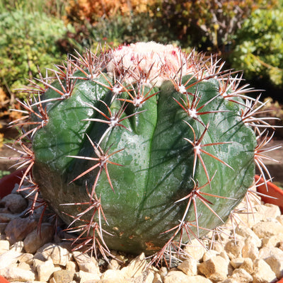 Melocactus violaceus no cephalium