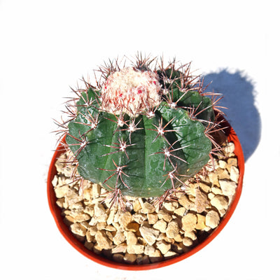 Melocactus violaceus no cephalium