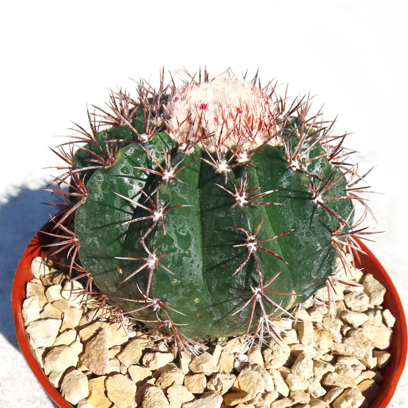 Melocactus violaceus no cephalium