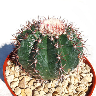 Melocactus violaceus no cephalium