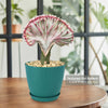 Mermaid Tail Cactus - Euphorbia lactea Cristata Grafted