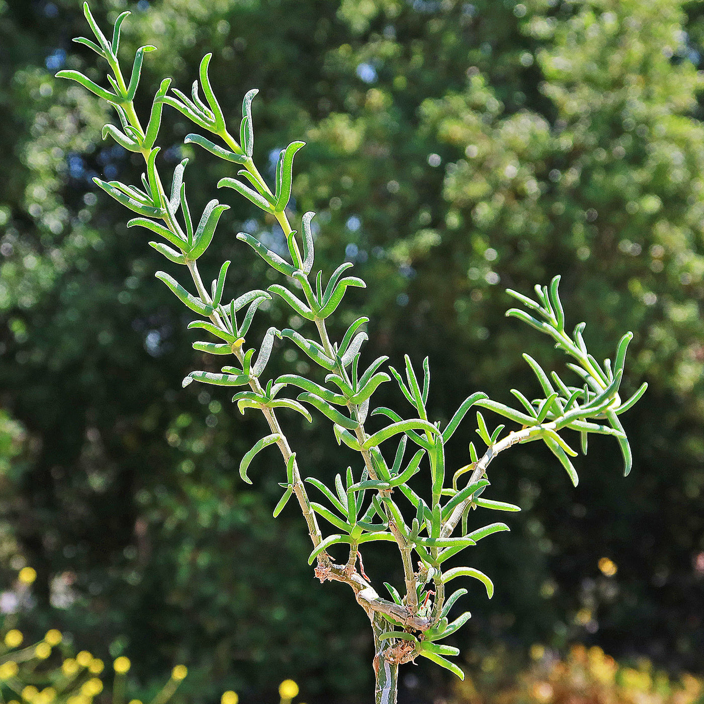 Donkey Fig - Mestoklema tuberosum