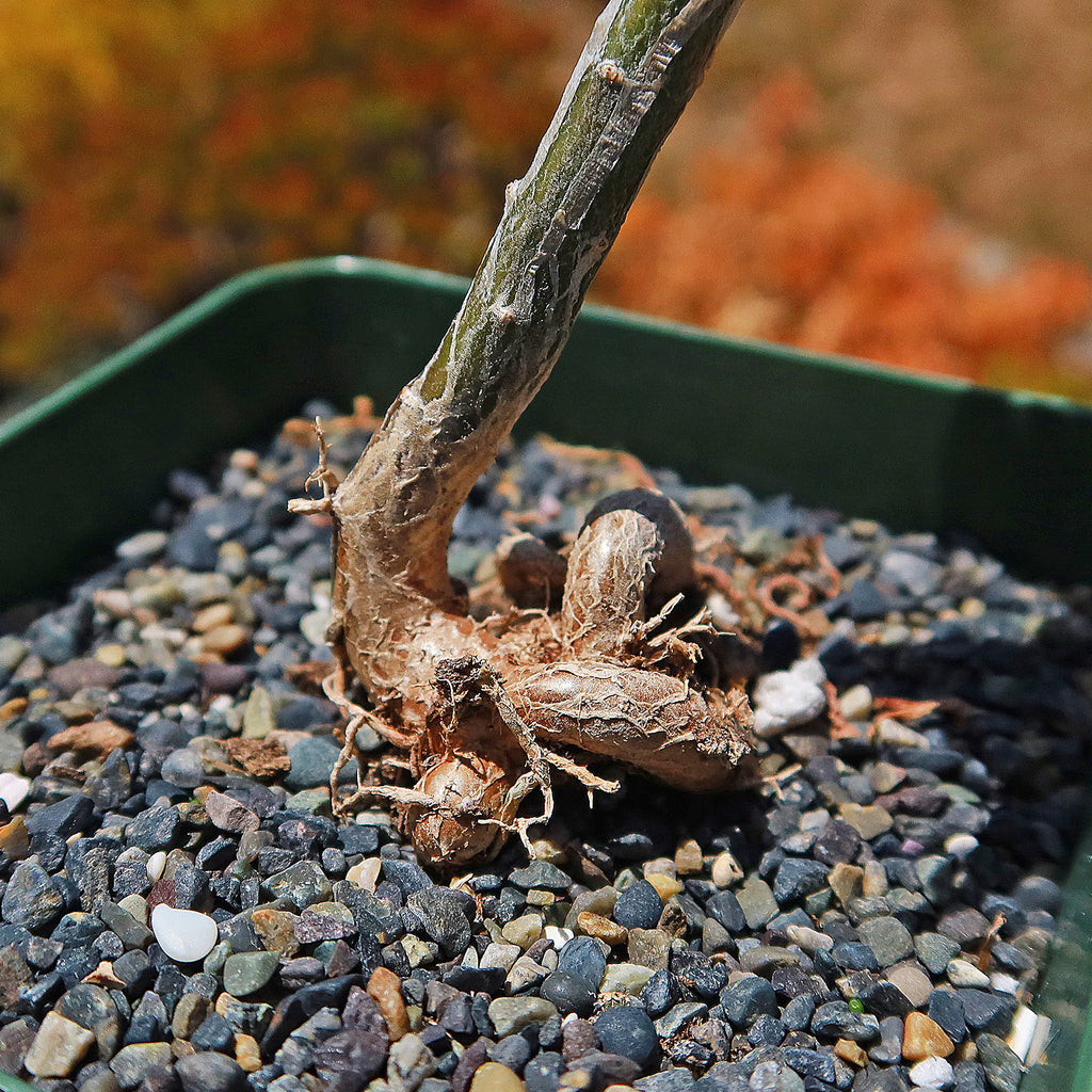 Donkey Fig - Mestoklema tuberosum