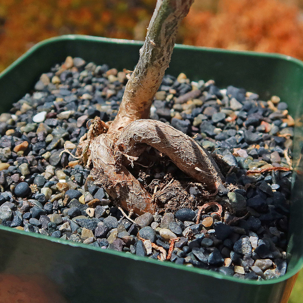 Donkey Fig - Mestoklema tuberosum