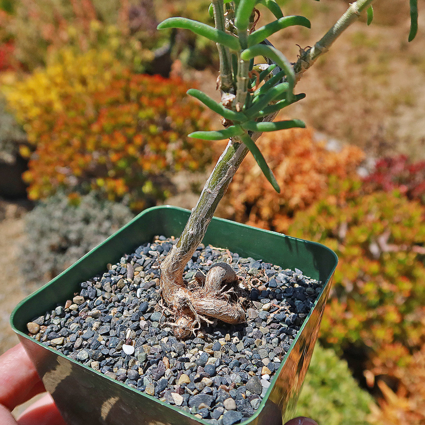 Donkey Fig - Mestoklema tuberosum