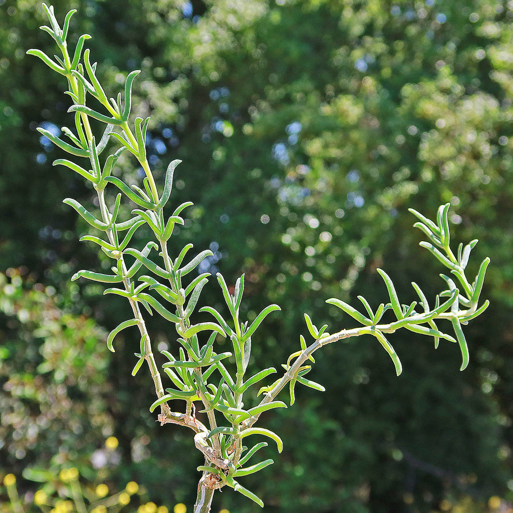 Donkey Fig - Mestoklema tuberosum
