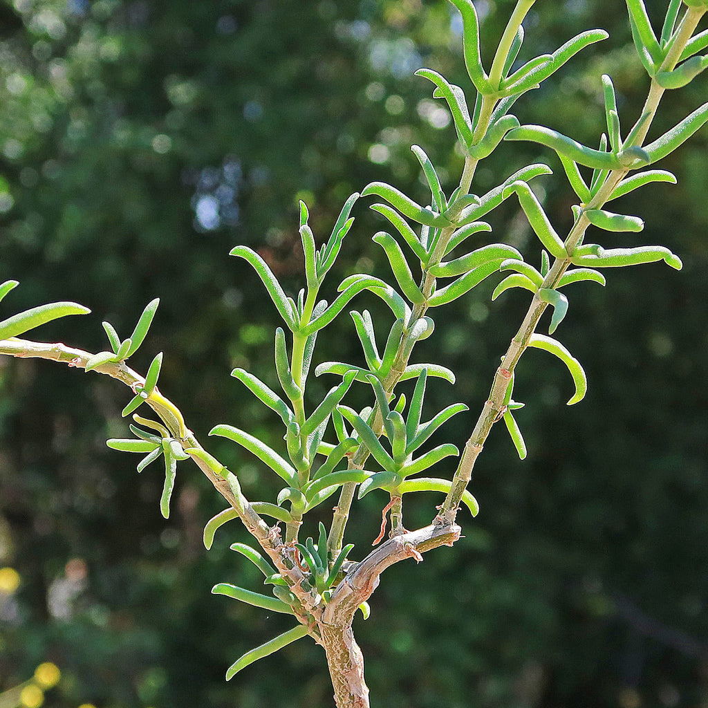 Donkey Fig - Mestoklema tuberosum