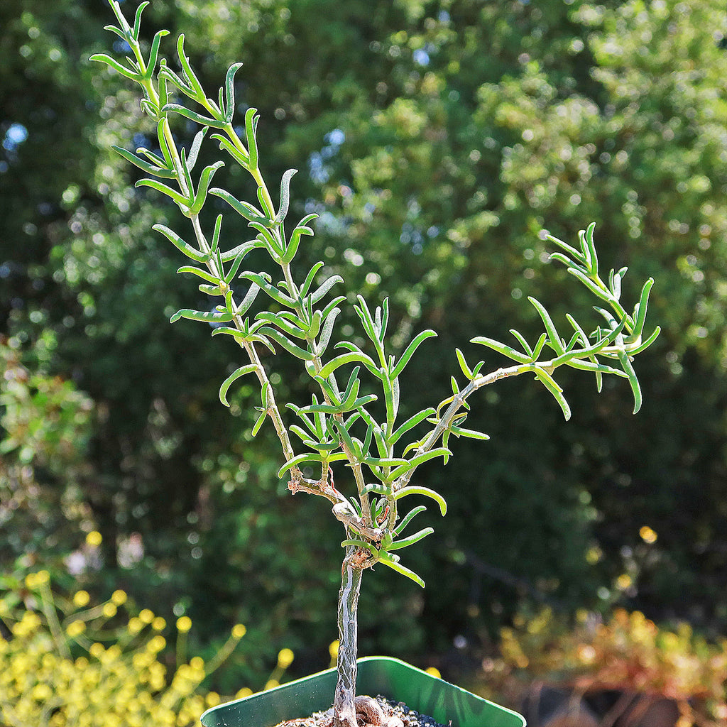 Donkey Fig - Mestoklema tuberosum