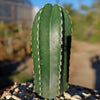 Mexican Fence Post Cactus &