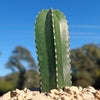 Mexican Fence Post Cactus &