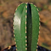 Mexican Fence Post Cactus &