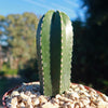 Mexican Fence Post Cactus &