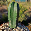 Mexican Fence Post Cactus &