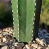 Mexican Fence Post Cactus &