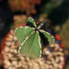 Mexican Fence Post Cactus &