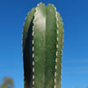 Mexican Fence Post Cactus &