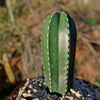 Mexican Fence Post Cactus &