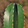 Mexican Fence Post Cactus &