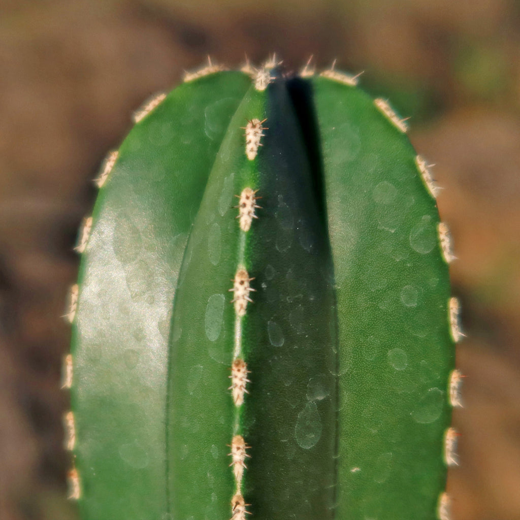 Mexican Fence Post Cactus &