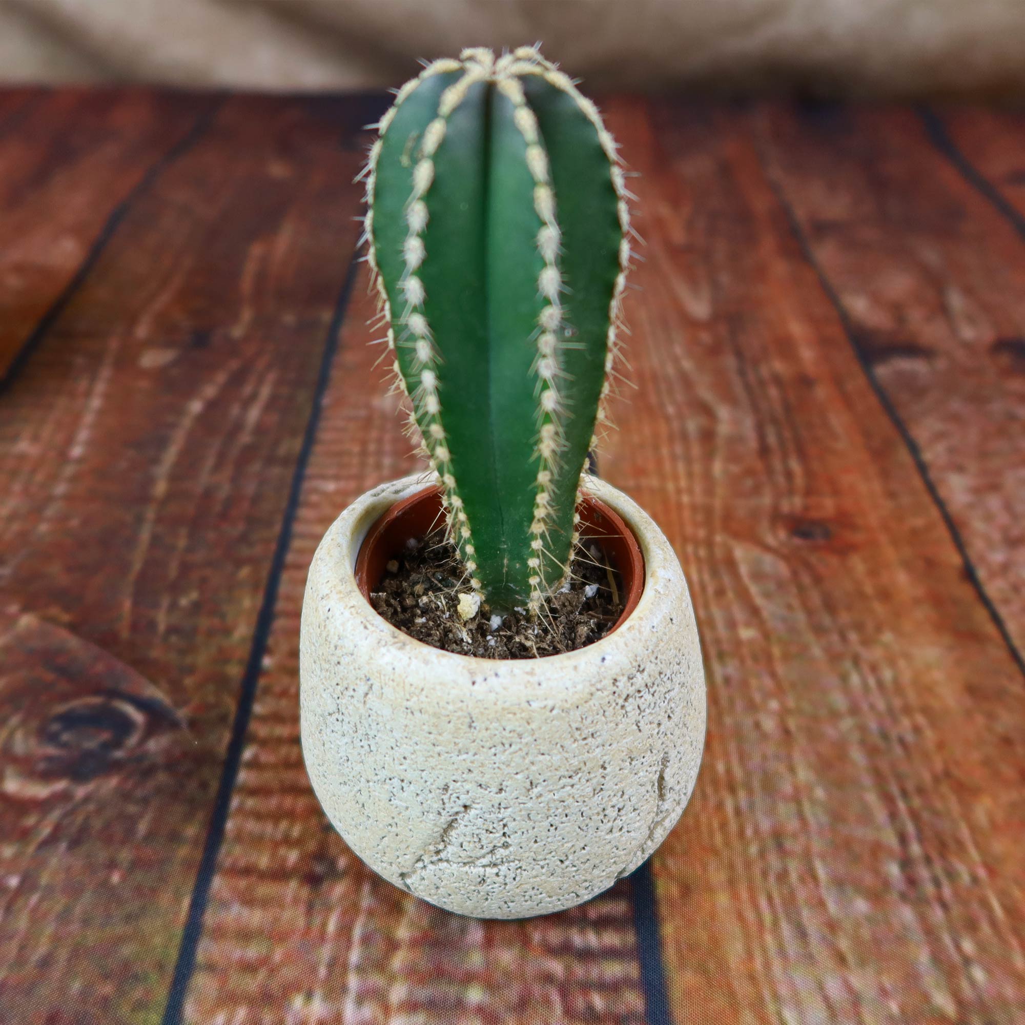 Mexican Fence Post Plant with Brown & Tan Rock Pot