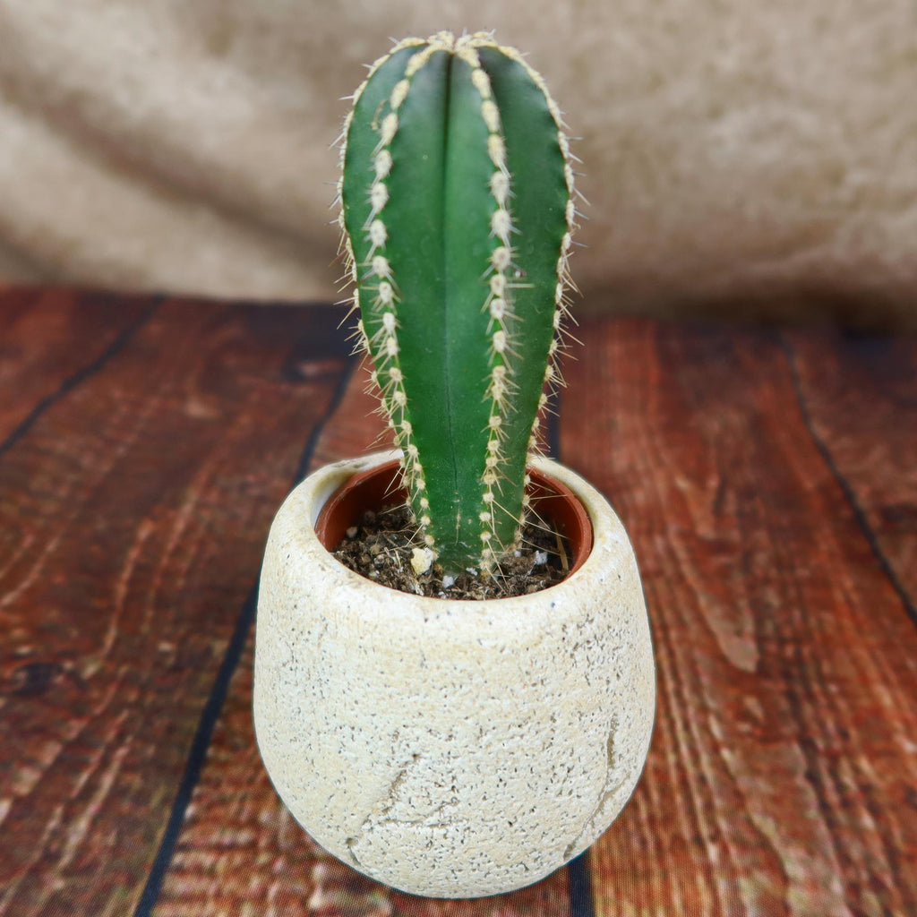 Mexican Fence Post Plant with Brown & Tan Rock Pot