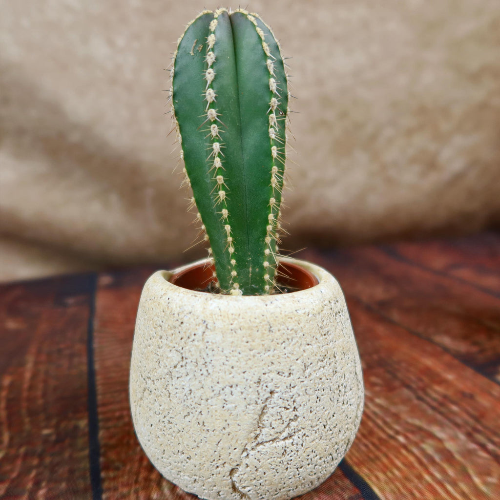 Mexican Fence Post Plant with Brown & Tan Rock Pot
