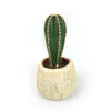 Mexican Fence Post Plant with Brown & Tan Rock Pot