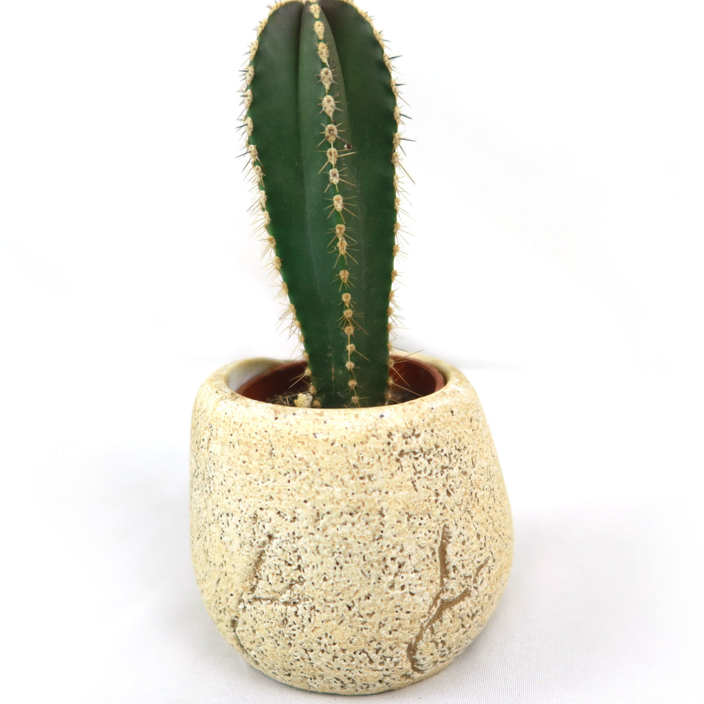 Mexican Fence Post Plant with Brown & Tan Rock Pot