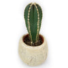 Mexican Fence Post Plant with Brown & Tan Rock Pot