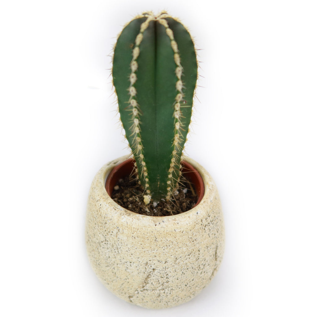 Mexican Fence Post Plant with Brown & Tan Rock Pot