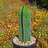 Mexican Fence Post Cactus &