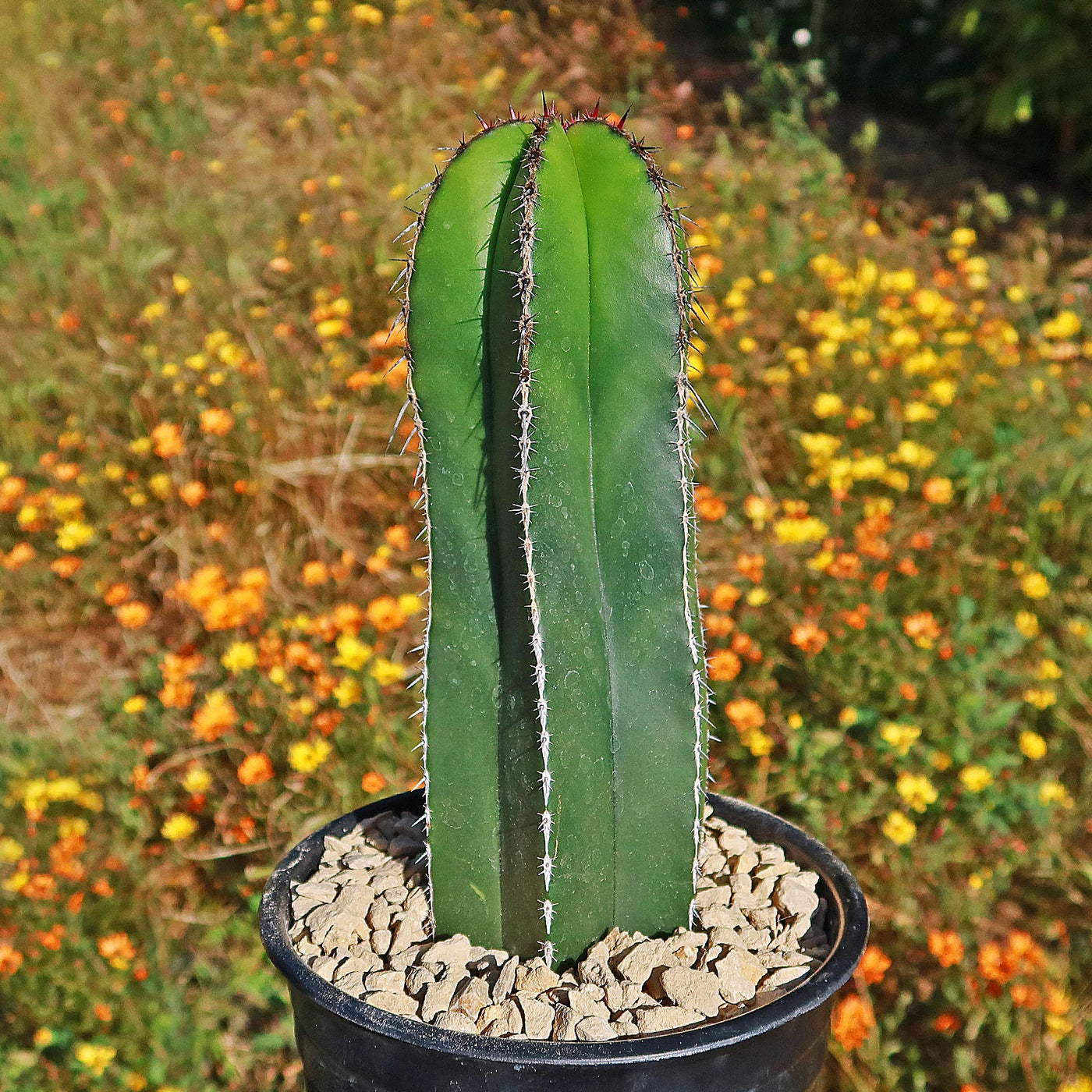 Mexican Fence Post Cactus 'Pachycereus marginatus' (15)