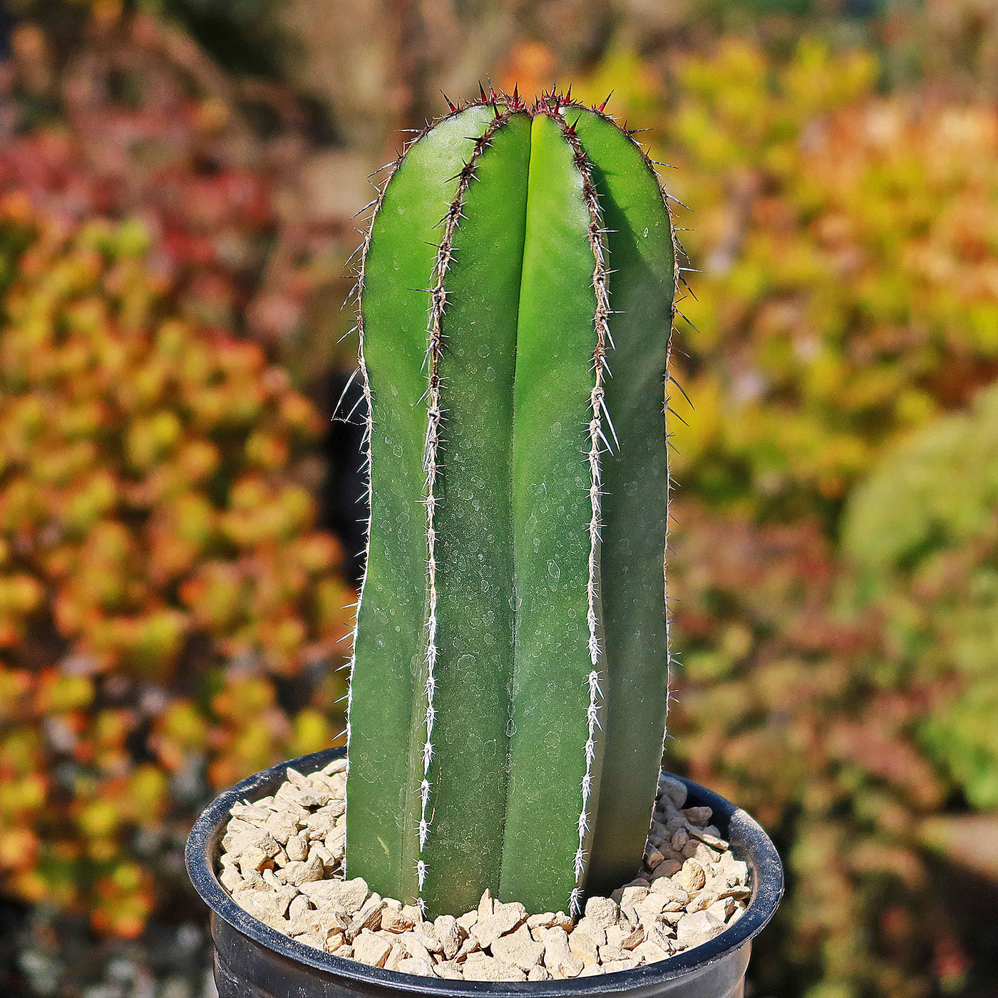 mexican house plant Shop 'Mexican Fence Post Cactus 'Care and Buyers Guide' - Pachycereus marginatus