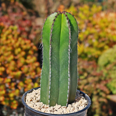 Mexican Fence Post Cactus 'Pachycereus marginatus' (4)