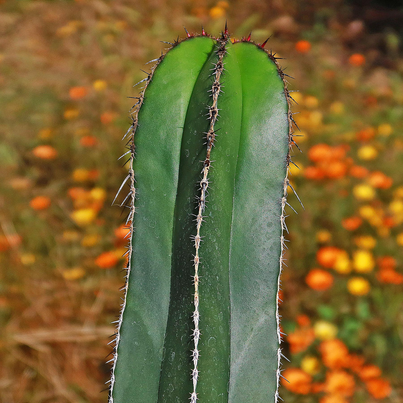 Mexican Fence Post Cactus 'Pachycereus marginatus' (2)