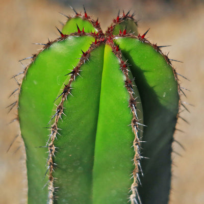 Mexican Fence Post Cactus 'Pachycereus marginatus' (3)