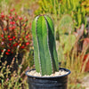 Mexican Fence Post Cactus &