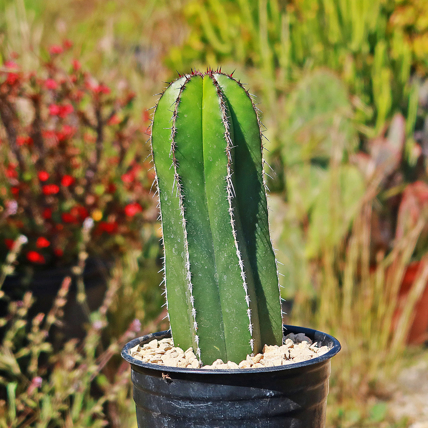 Mexican Fence Post Cactus 'Pachycereus marginatus' (16)