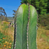 Mexican Fence Post Cactus &