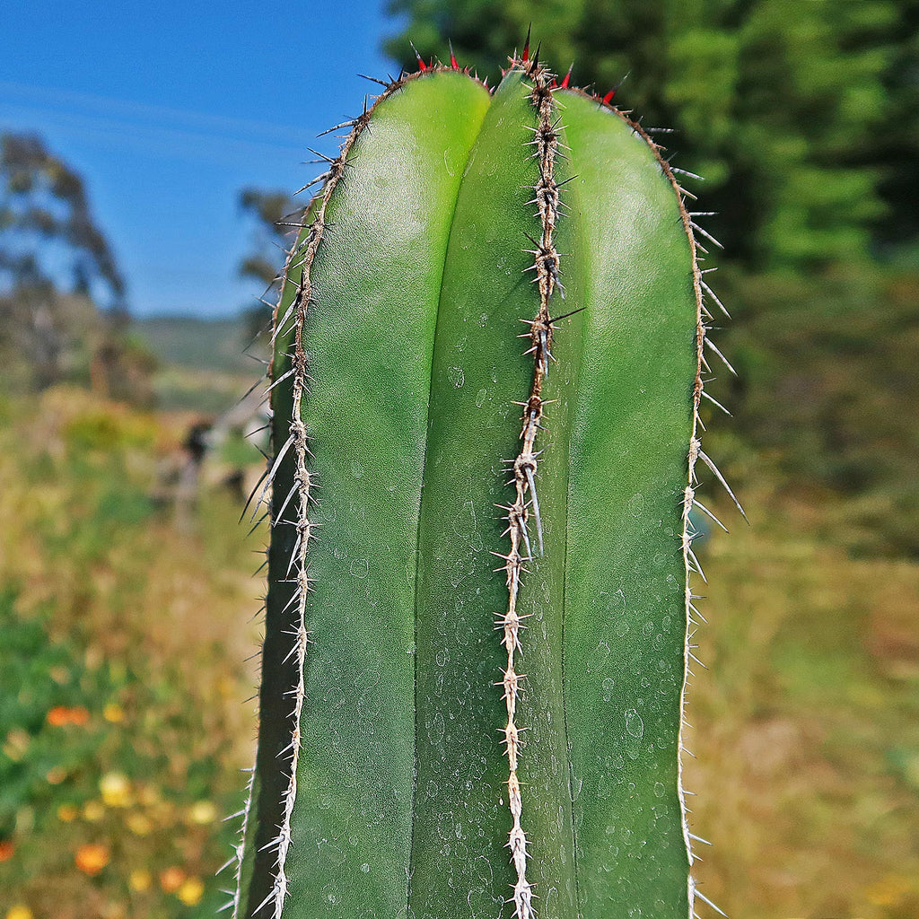 Mexican Fence Post Cactus &