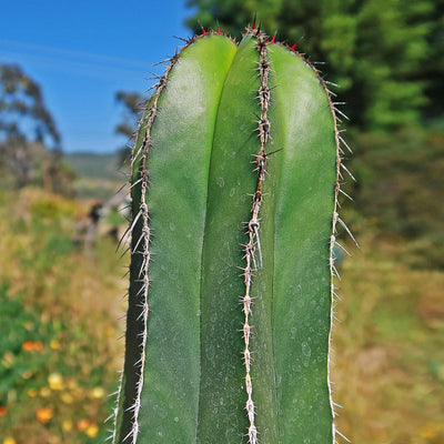 Mexican Fence Post Cactus 'Pachycereus marginatus' (7)