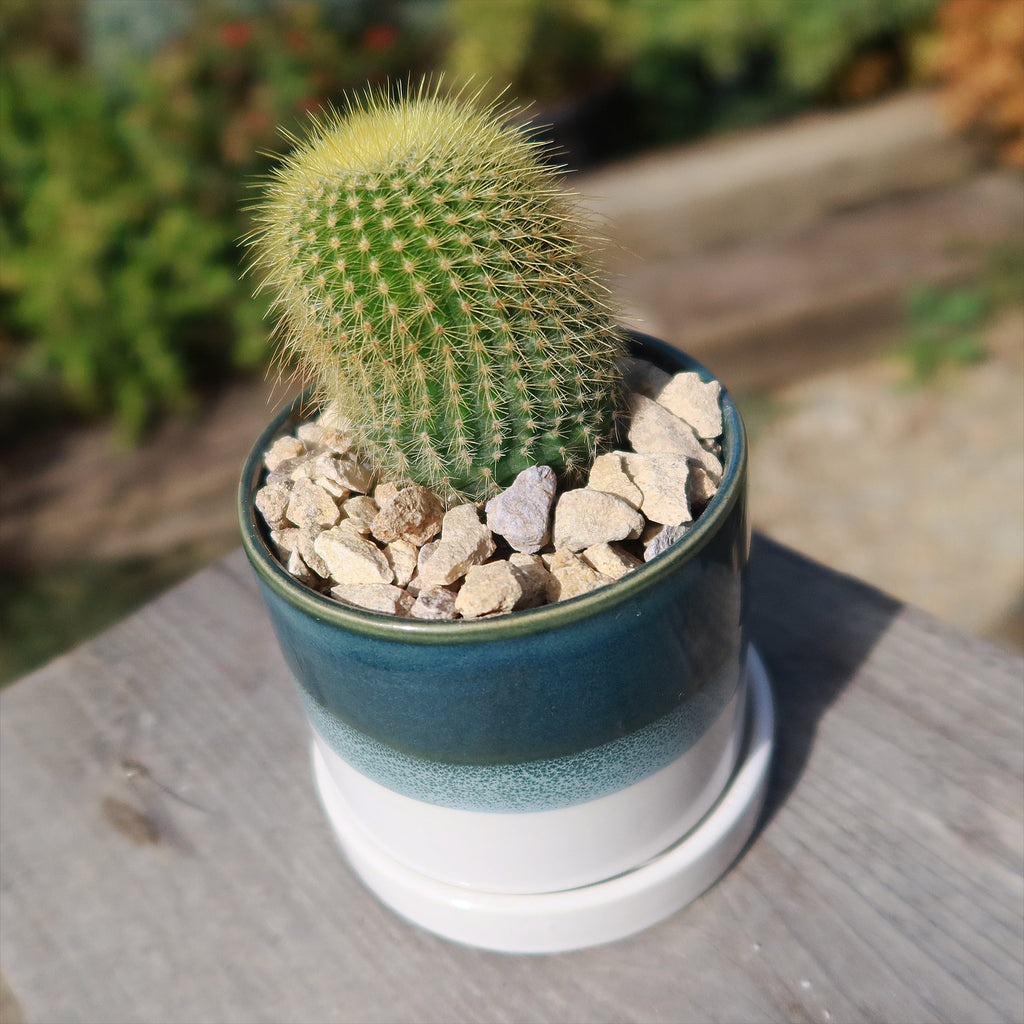 Minute Pot and Saucer