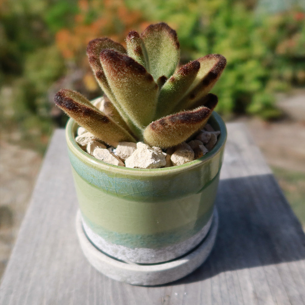 Minute Pot and Saucer