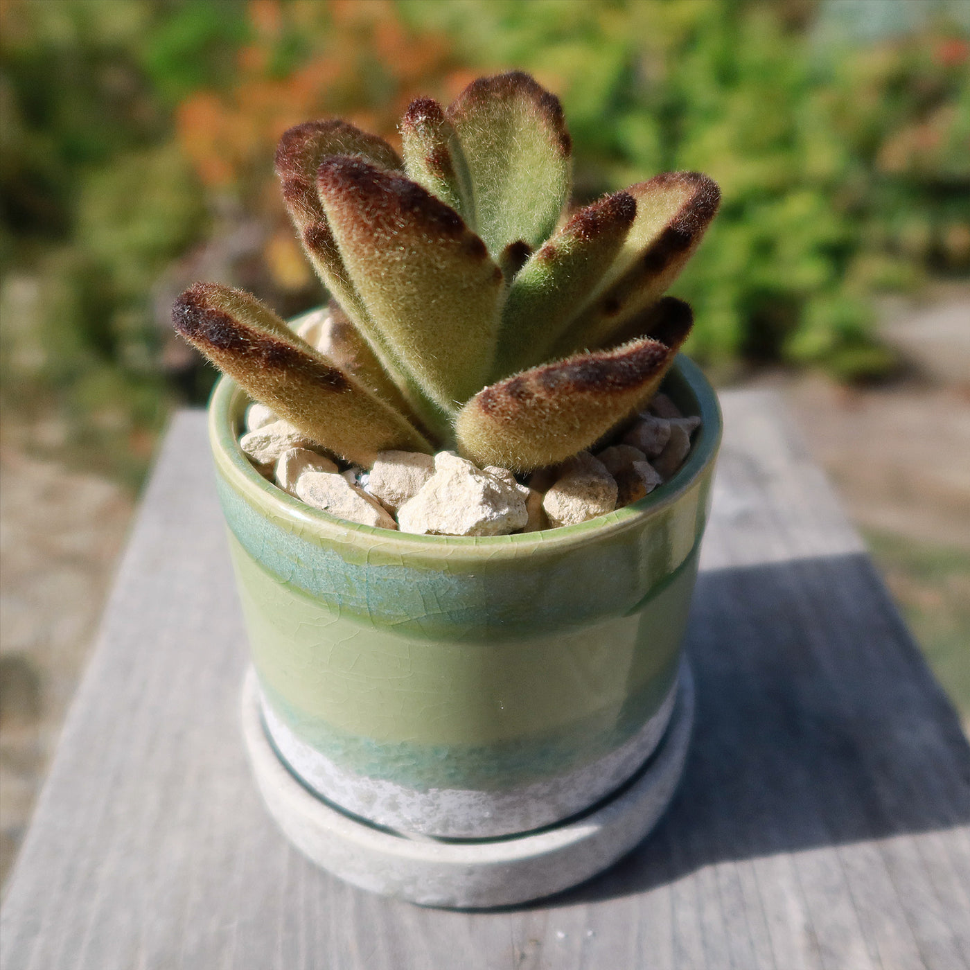 saucer for plants Minute Pot and Saucer – Planet Desert