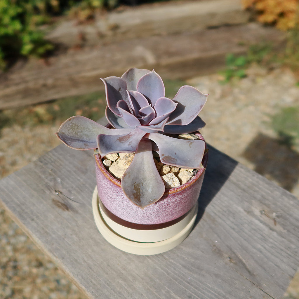 Minute Pot and Saucer