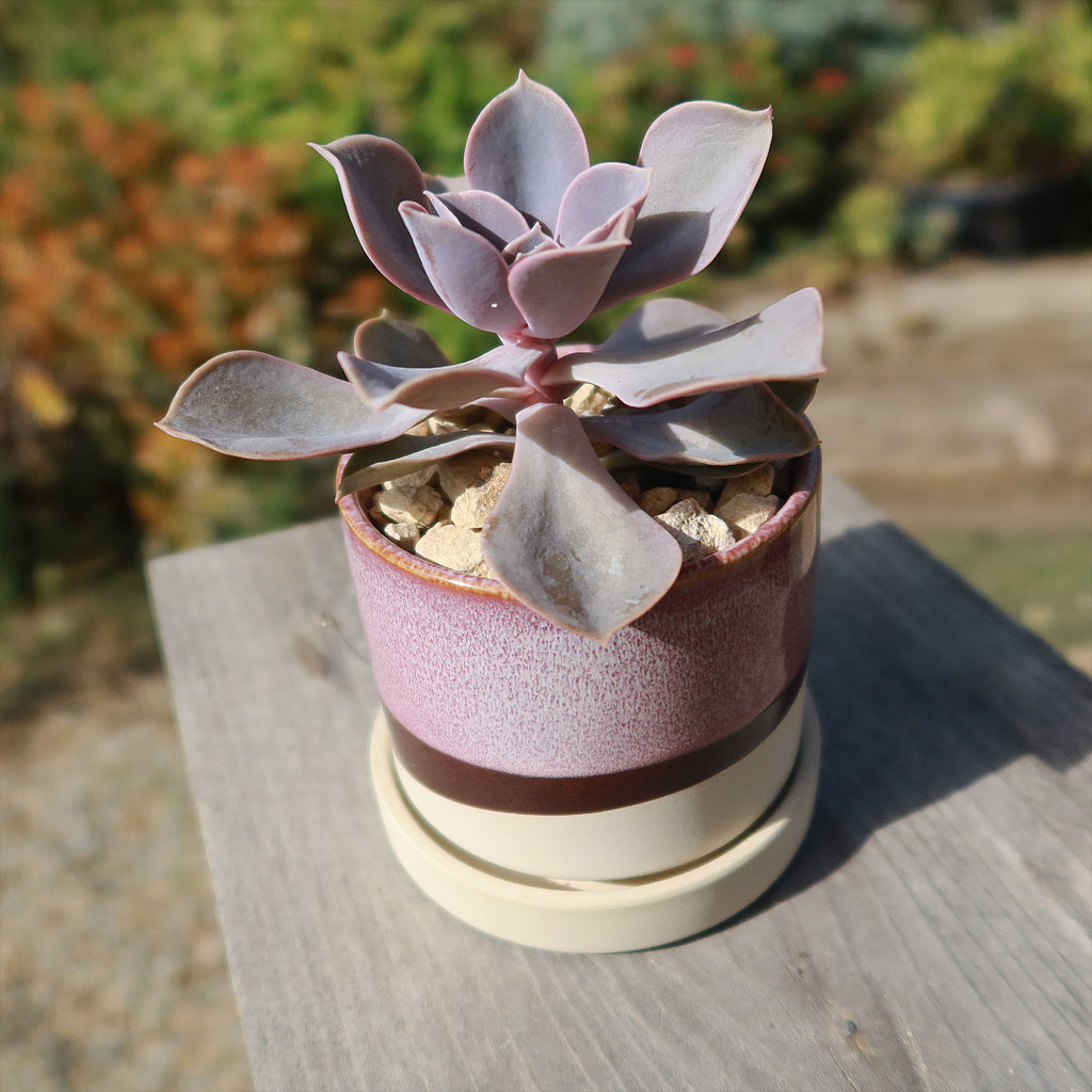 Minute Pot and Saucer