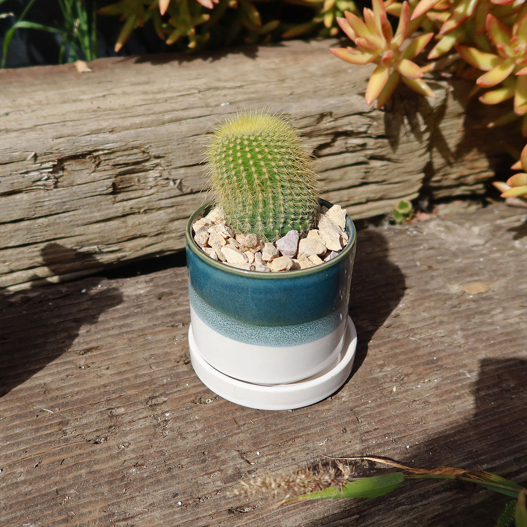 Minute Pot and Saucer